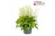 Vaste planten x heucherella pink revolution Heucherella Diamond Revolu 