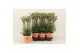 Kalanchoe lucky bells 