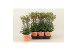 Kalanchoe lucky bells