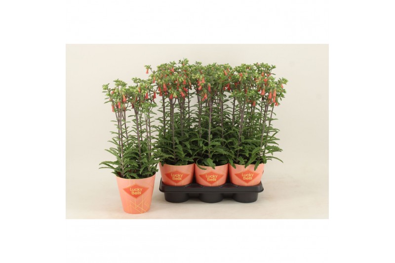 Kalanchoe lucky bells 