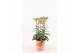 Kalanchoe lucky bells 
