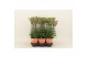 Kalanchoe lucky bells 
