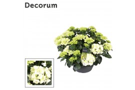 Hydrangea macr. mix Hydrangea wit (Decorum) 25 bl.
