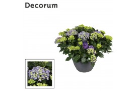 Hydrangea macr. mix Hydrangea blauw (Decorum) 25 bl.