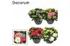Hydrangea macr. mix Hydrangea mix (Decorum) 25 bl. 