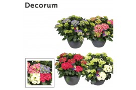 Hydrangea macr. mix Hydrangea mix (Decorum) 25 bl.
