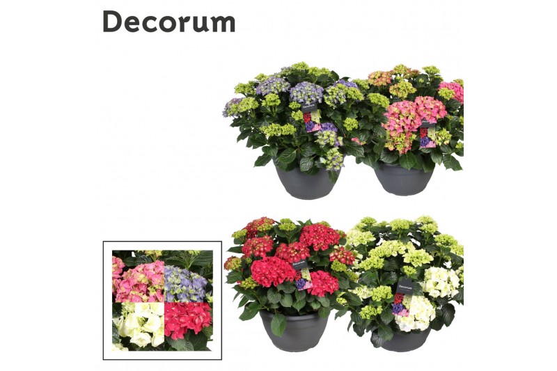 Hydrangea macr. mix Hydrangea mix (Decorum) 25 bl. Hydrangea macr. mix Hydrangea mix (Decorum) 25 bl.