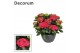 Hydrangea macr. mix Hydrangea rood (Decorum) 25 bl. 