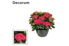 Hydrangea macr. mix Hydrangea rood (Decorum) 25 bl.