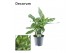 Aglaonema maria Decorum 