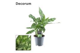 Aglaonema maria Decorum