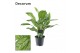 Aglaonema maria christina Decorum 