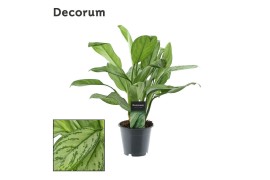 Aglaonema maria christina Decorum