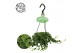 Kalanchoe hang manginii hp 