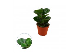 Peperomia obtusifolia burning bush