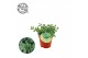 Delosperma echinatum + nederlands etiket 