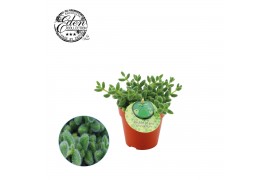 Delosperma echinatum + frans etiket