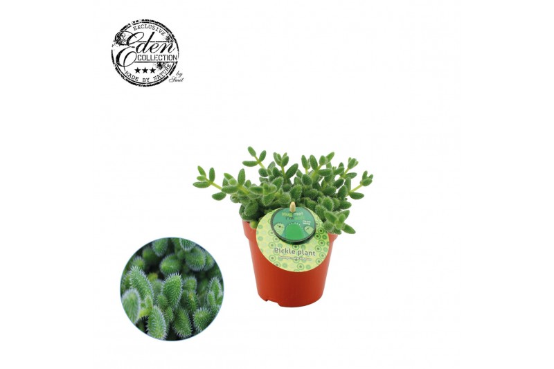 Delosperma echinatum Delosperma Echinatum 12cm Nederlands etiket Delosperma echinatum Delosperma Echinatum 12cm Nederlands etiket