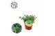 Delosperma echinatum + engels etiket 