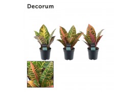 Codiaeum variegata petra kopstek decorum