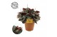 Peperomia sunrise 