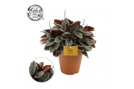 Peperomia sunrise