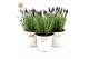 Lavandula stoechas anouk in zinc old-look 