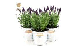Lavandula stoechas anouk in zinc old-look