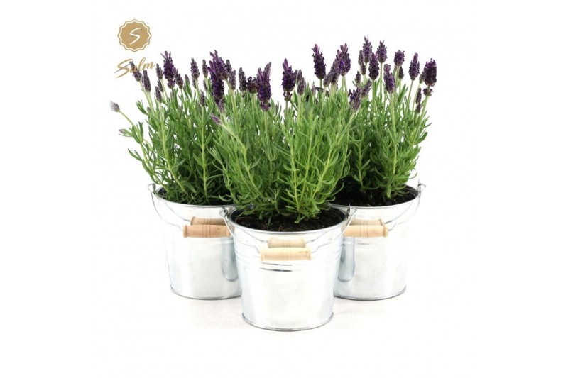 Lavandula stoechas anouk in zinc old-look 