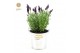 Lavandula stoechas anouk in zinc old-look 