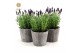 Lavandula stoechas anouk in wood 