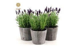 Lavandula stoechas anouk in wood