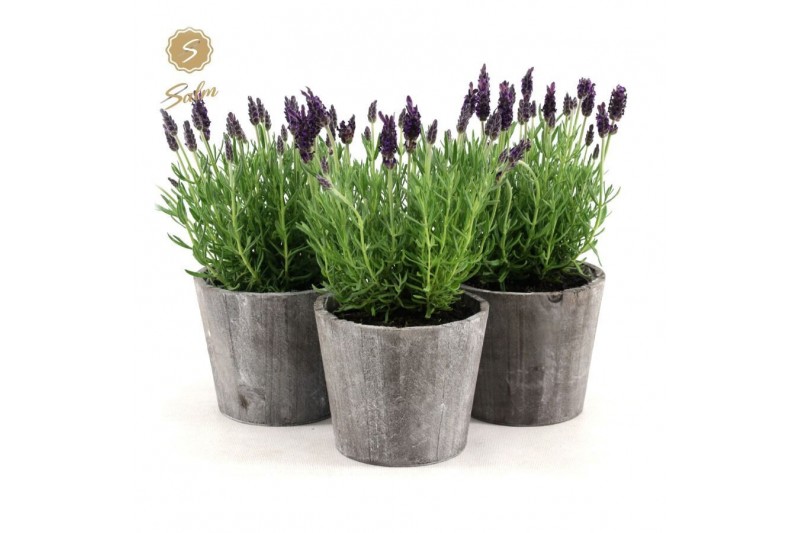 Lavandula stoechas anouk in wood 