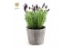 Lavandula stoechas anouk in wood 