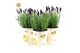 Lavandula stoechas anouk in cup bee 