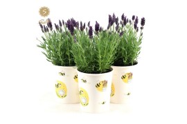 Lavandula stoechas anouk in cup bee