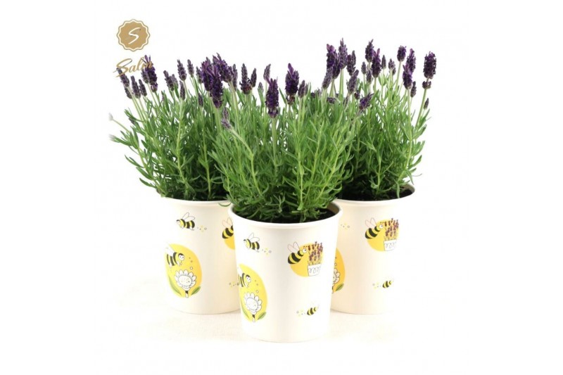Lavandula stoechas anouk in cup bee 