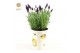Lavandula stoechas anouk in cup bee 