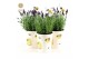 Lavandula stoechas anouk in cup bee + bee bijsteker 