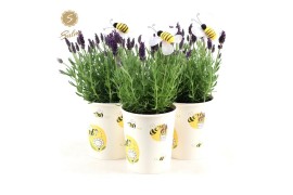 Lavandula stoechas anouk in cup bee + bee bijsteker