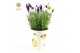 Lavandula stoechas anouk in cup bee + bee bijsteker 