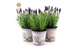 Lavandula stoechas anouk in zinc lavender
