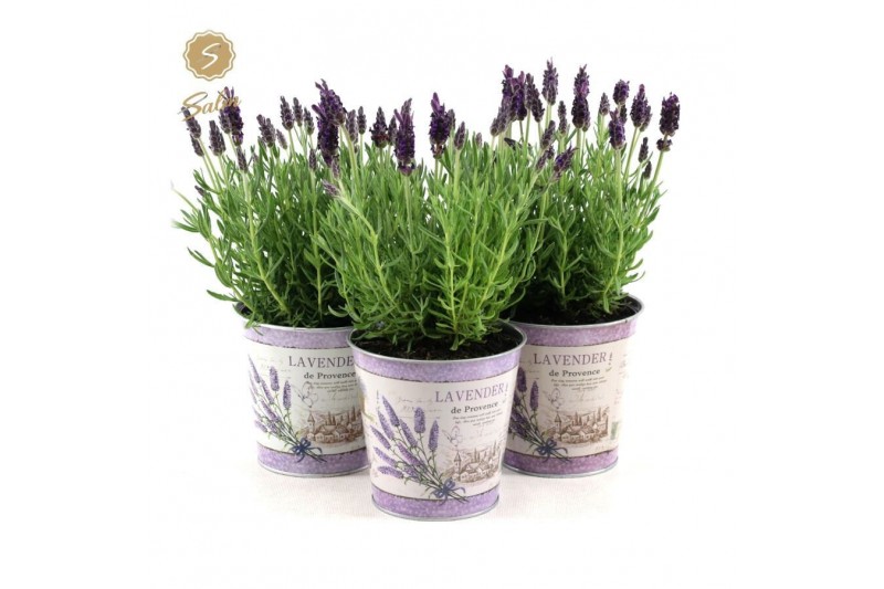 Lavandula stoechas anouk in zinc lavender 