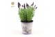 Lavandula stoechas anouk in zinc lavender 