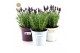 Lavandula stoechas anouk in zinc mix 
