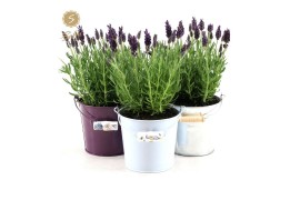 Lavandula stoechas anouk in zinc mix