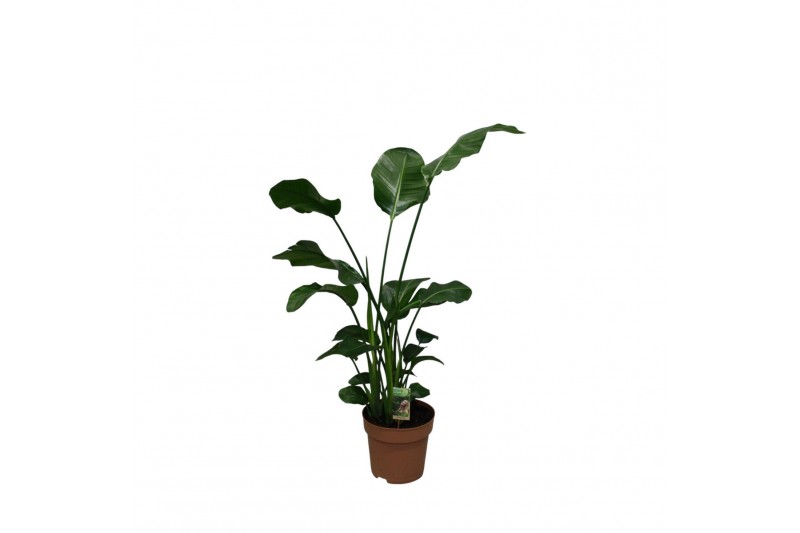 Strelitzia nicolai hoogte 170-190cm 