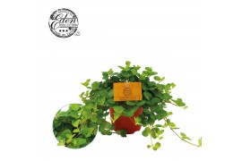 Peperomia rotundifolia rondo venetiano