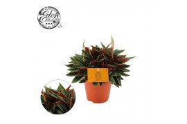 Peperomia caperata rosso