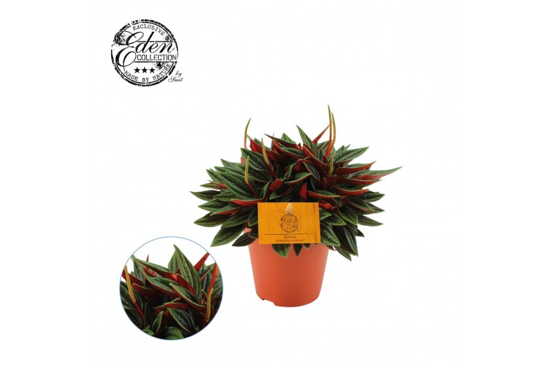 Peperomia caperata rosso 